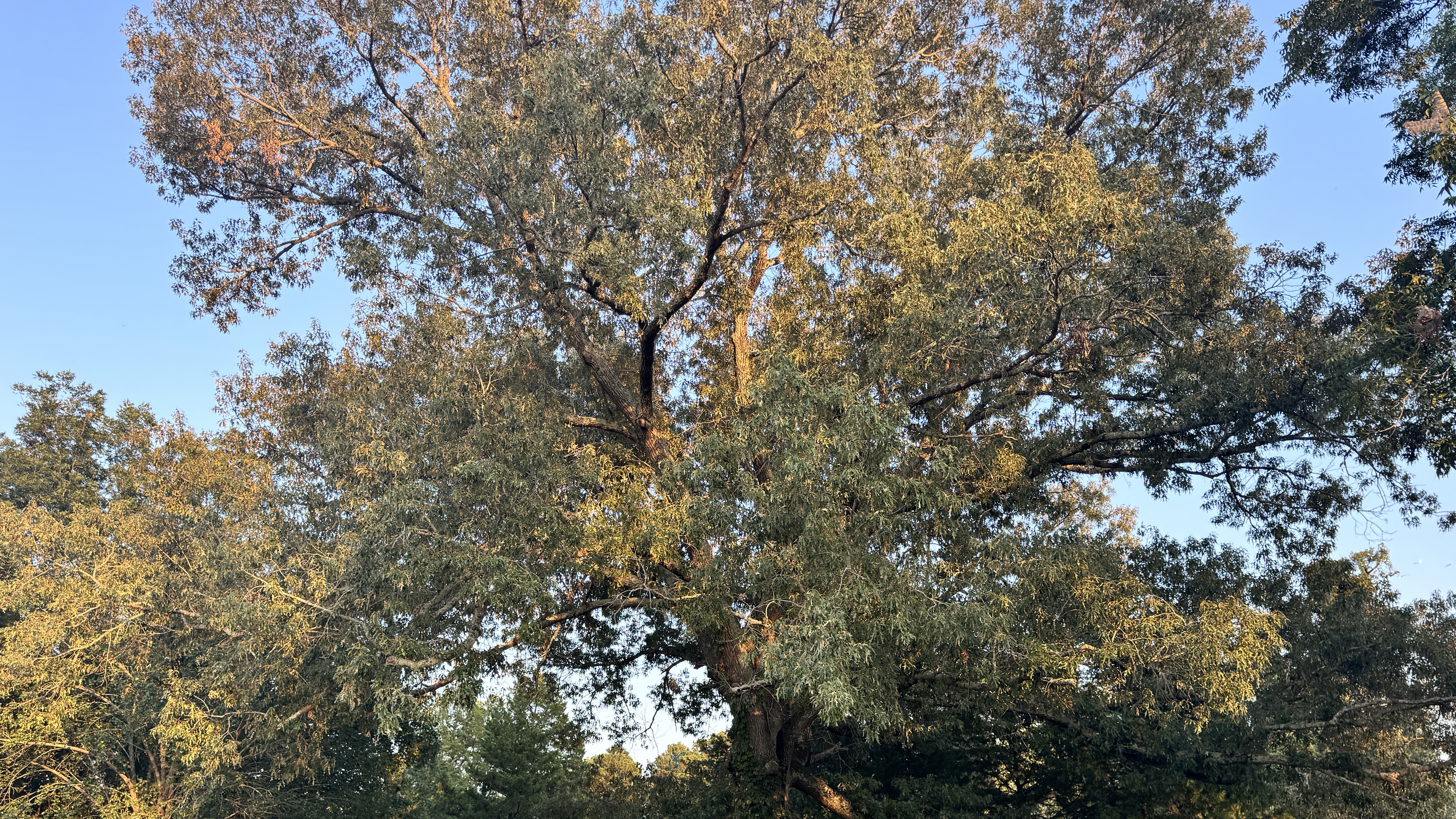 Wide view of Ancient Oak Resort RV park property in Longview, Texas